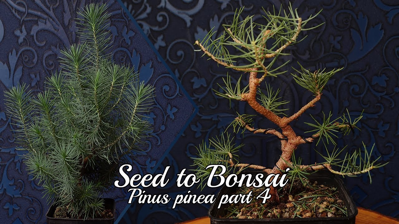 Seed to Bonsai: Stone Pine (Pinus Pinea) #4
