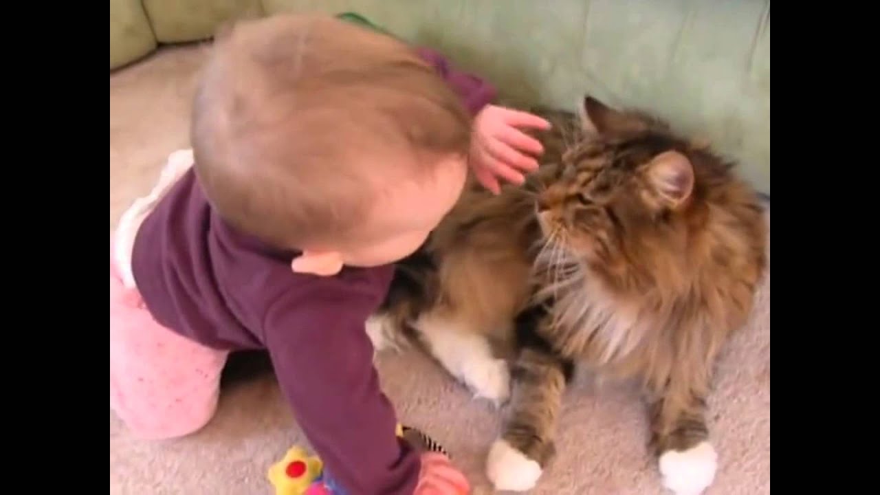 Maine Coon Compilation - Maine Coons are Cats with a Lot of Patience and Personality