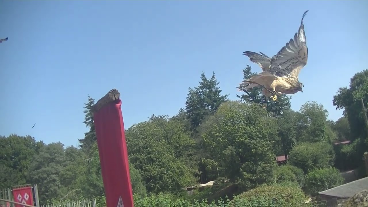 Le bal des oiseaux fantômes, au puy du fou