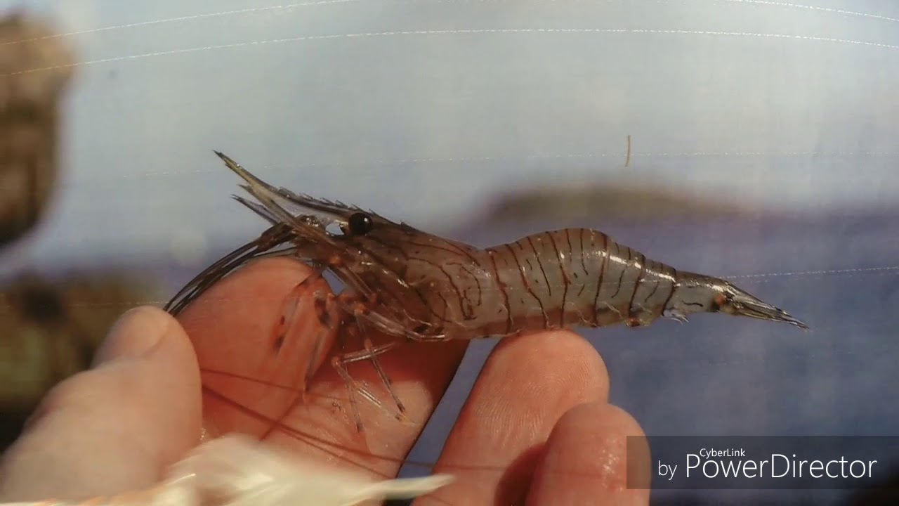 Leurre crevette en paille / shrimp home made Imaginative Guy