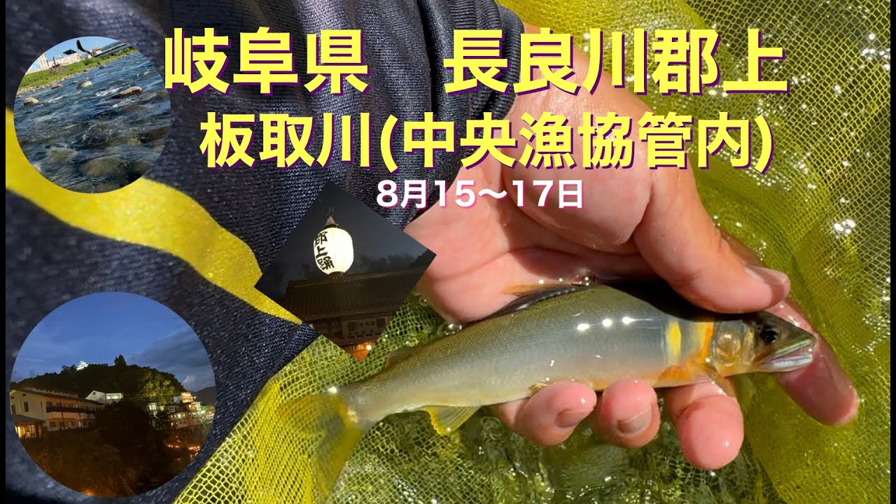2025.8.15~17　岐阜県長良川(郡上)、板取川(長良川中央漁協管内)