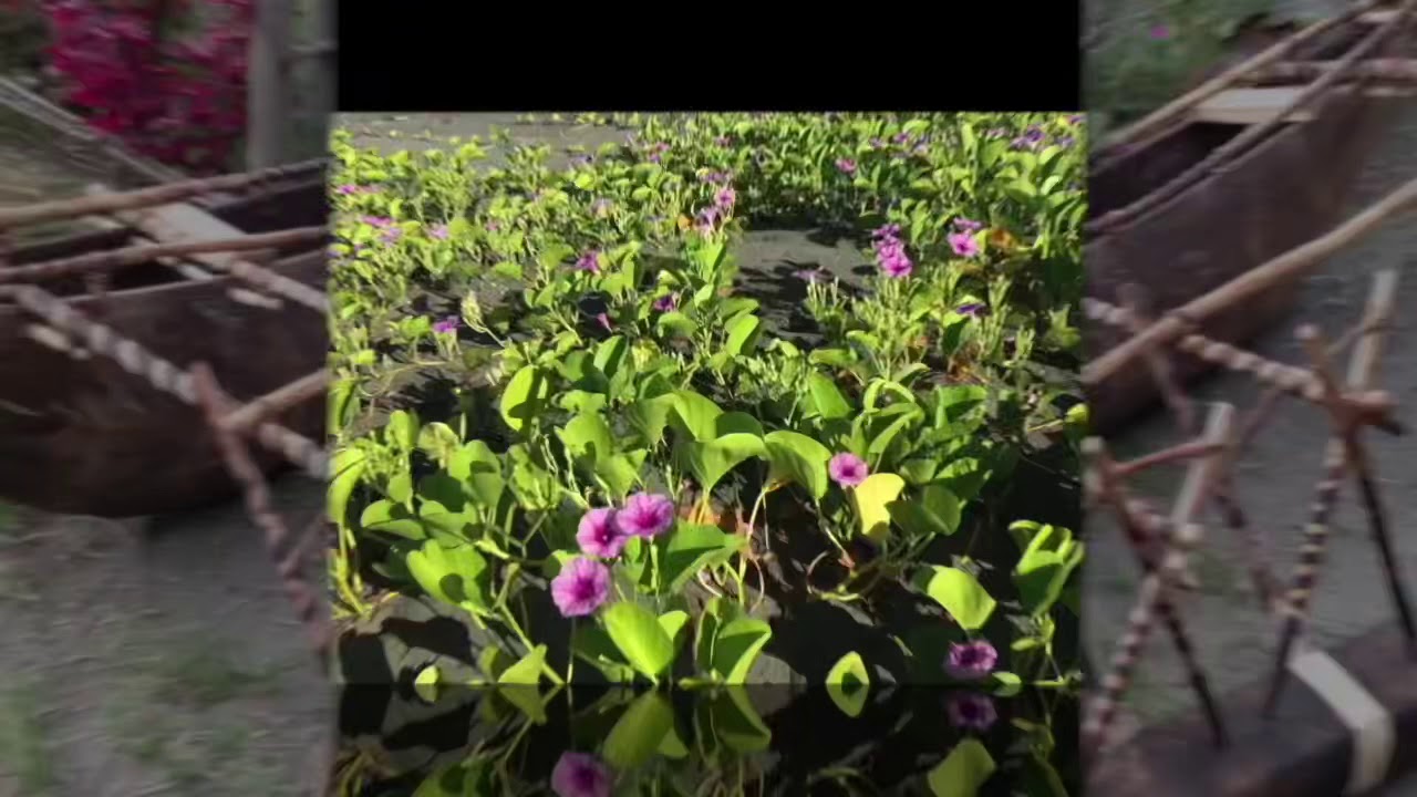 Lavai Seika : sialaue ara leatiroi