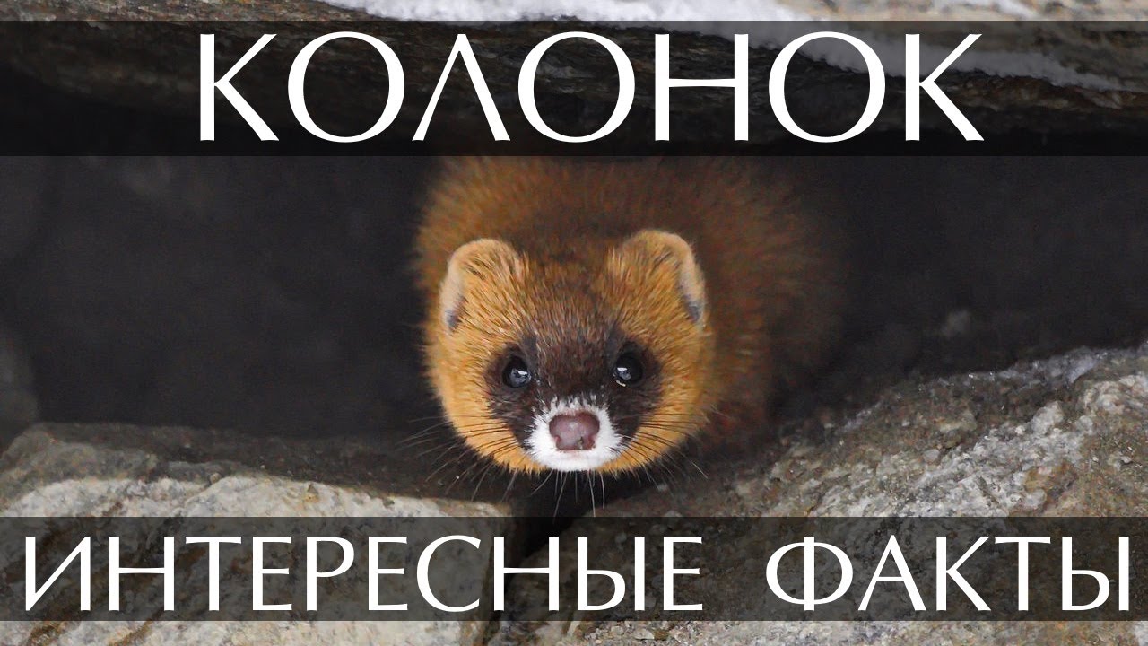 Колонок - интересные факты