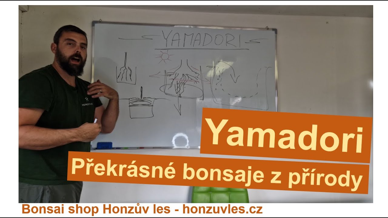 Yamadori - překrásné bonsaje z přírody