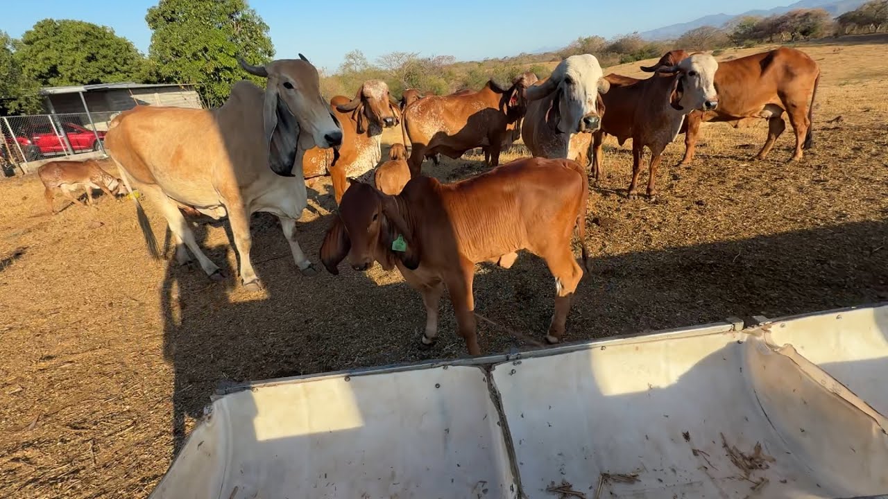Ternera indubrasil milagros quien se acuerda que paso con ella 