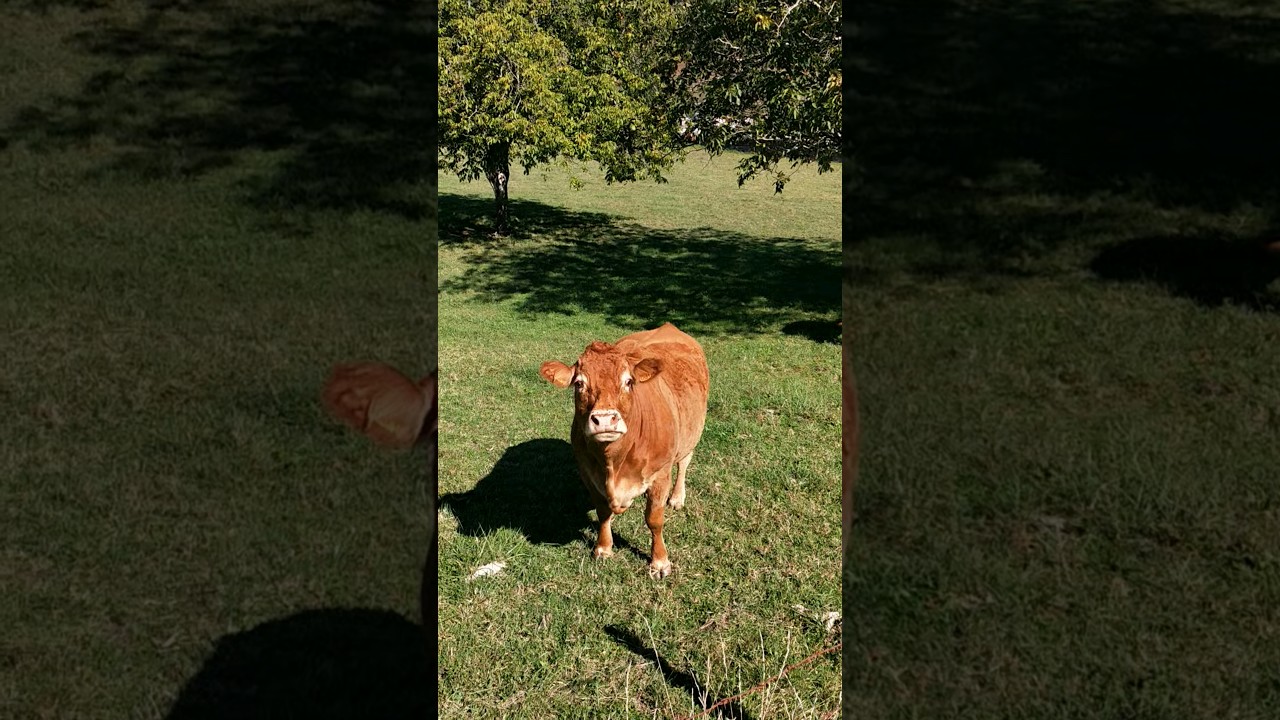 Les Vaches Limousine 🐮