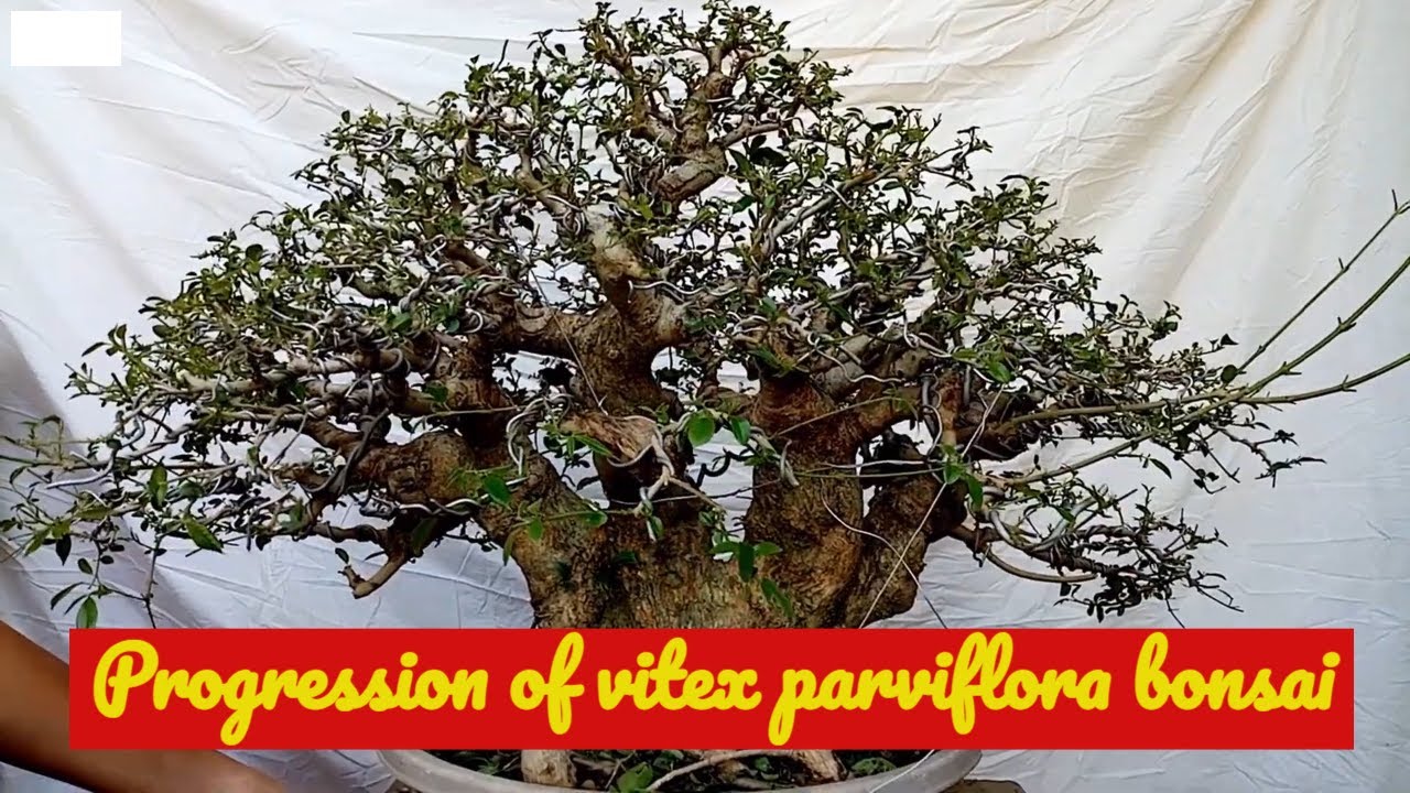 HOW TO  MAKE A CLUMP BONSAI / PAANO GUMAWA NG CLUMP BONSAI