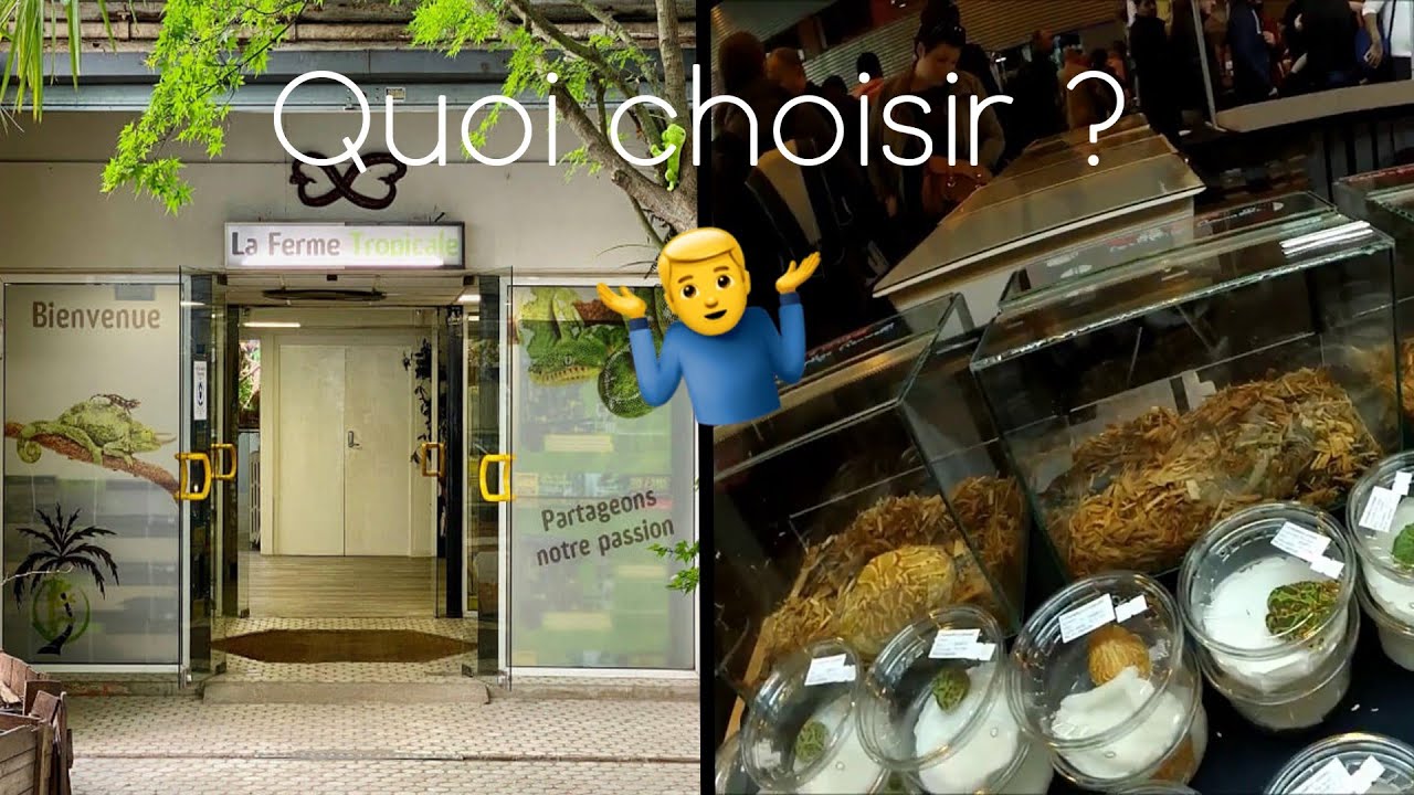 LE MEILLEUR ENDROIT POUR ACHETER SON REPTILE, COMMENT CHOISIR ? (Animalerie, élevage,...?)