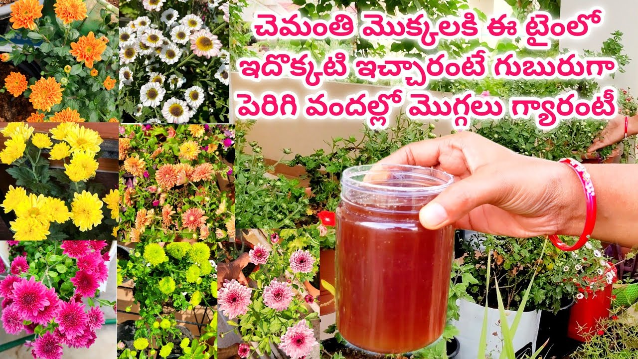 chamanthi plant care in telugu | chamanthi mokkalu ela penchali | chamanthi plant fertilizer