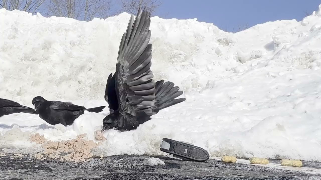 messy eaters #messyeating #crowfriends #crowlove #cutebirds #wildlife #americancrow #crowcountry 