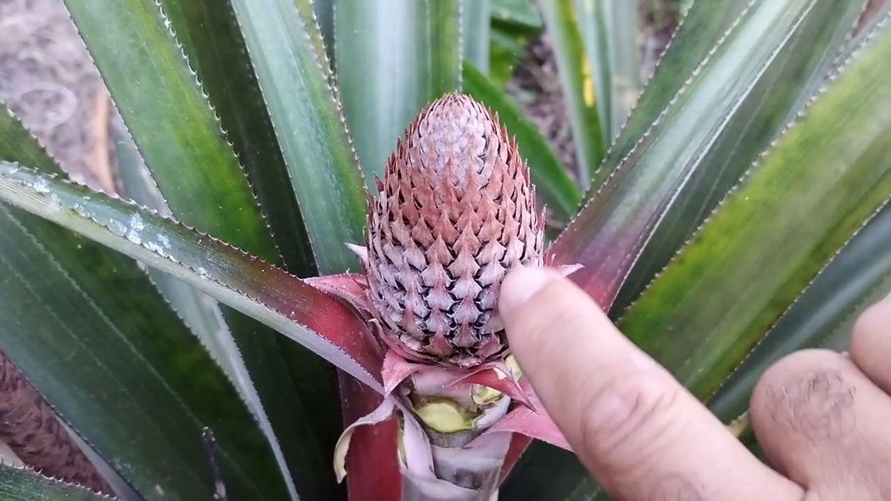 MEUS PÉS DE ABACAXI 🍍 EM FLÔR !