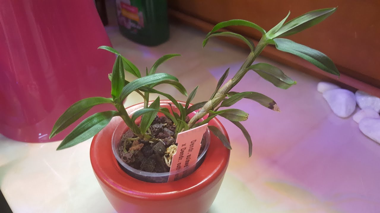 Дендробиум sulawesii x cuthbertsonii