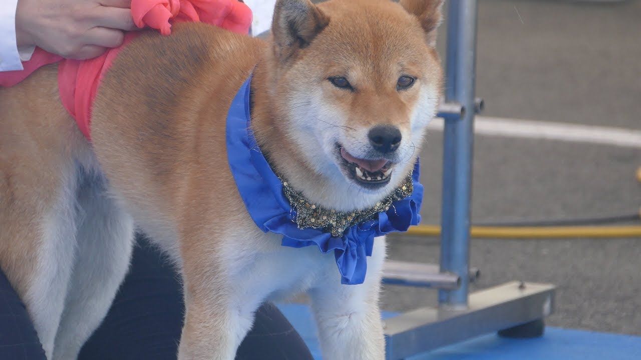 4K【わんわんサーカス】 Funny Dog Circus - Climax  2019 Japan