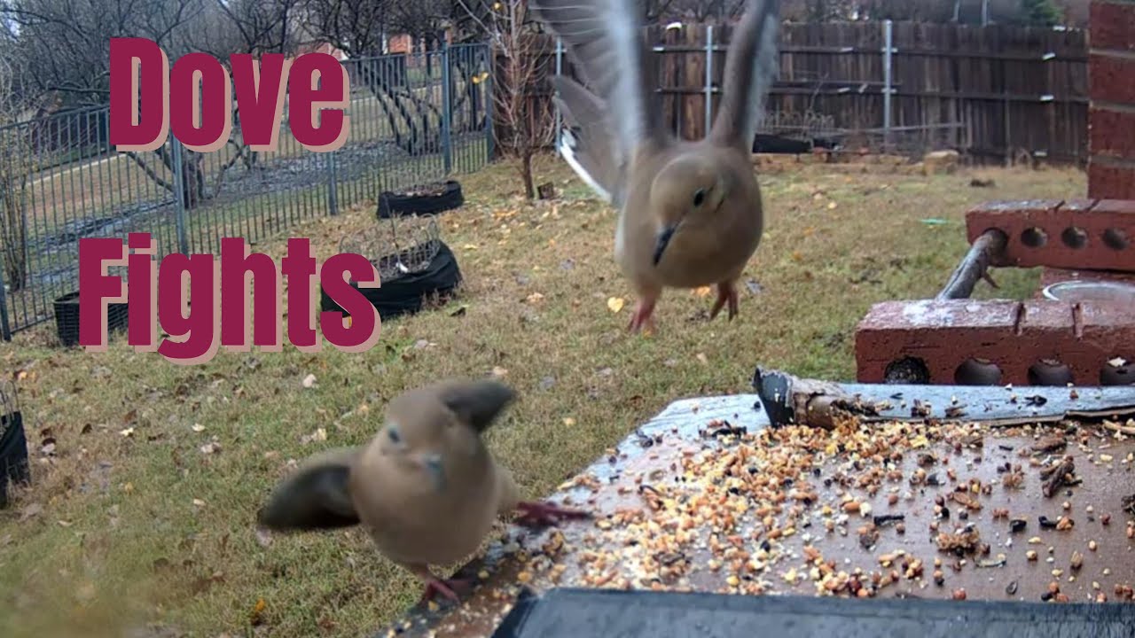 Mourning Dove Fights Off Other Doves and Blue Jay at Bird Feeder