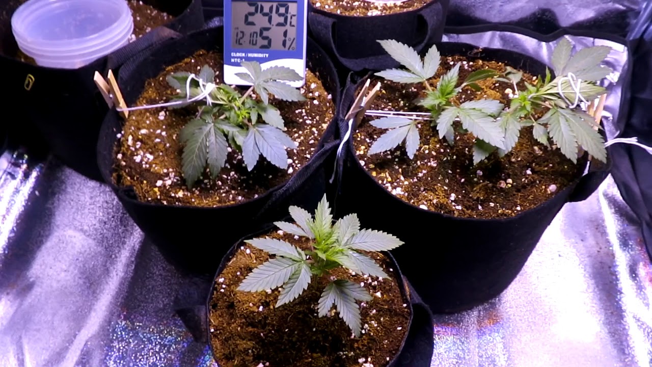 OGeez: 4x4 Grow Season 2 week 3, 6 Strains Topping.