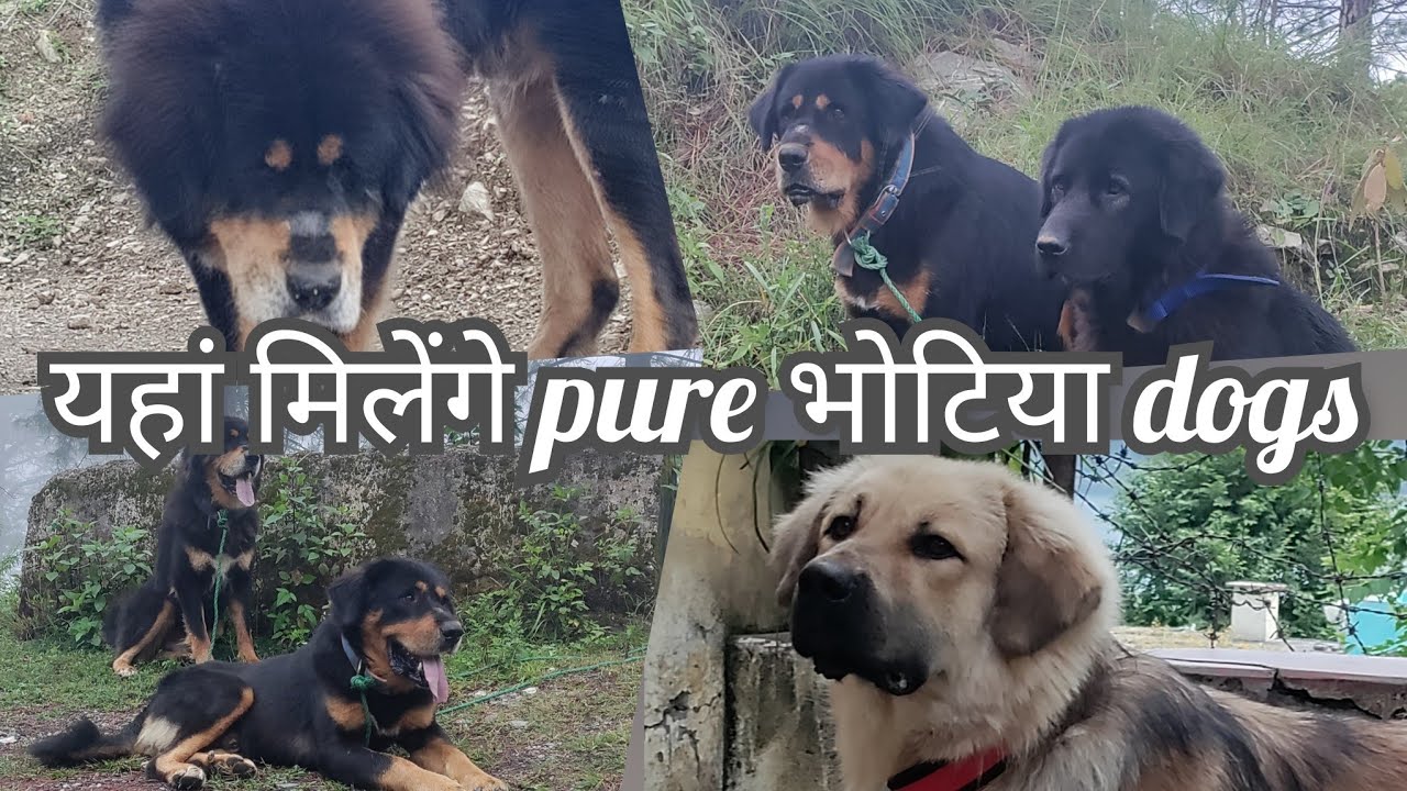 #Bhotia_dog #Gaddi_dog visit #Amar #Kennel