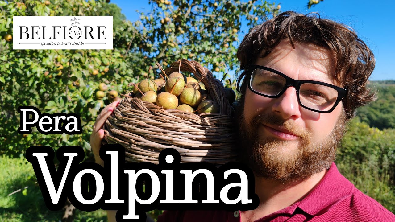 Frutta antica: la pera VOLPINA, gustosa tipicità invernale!