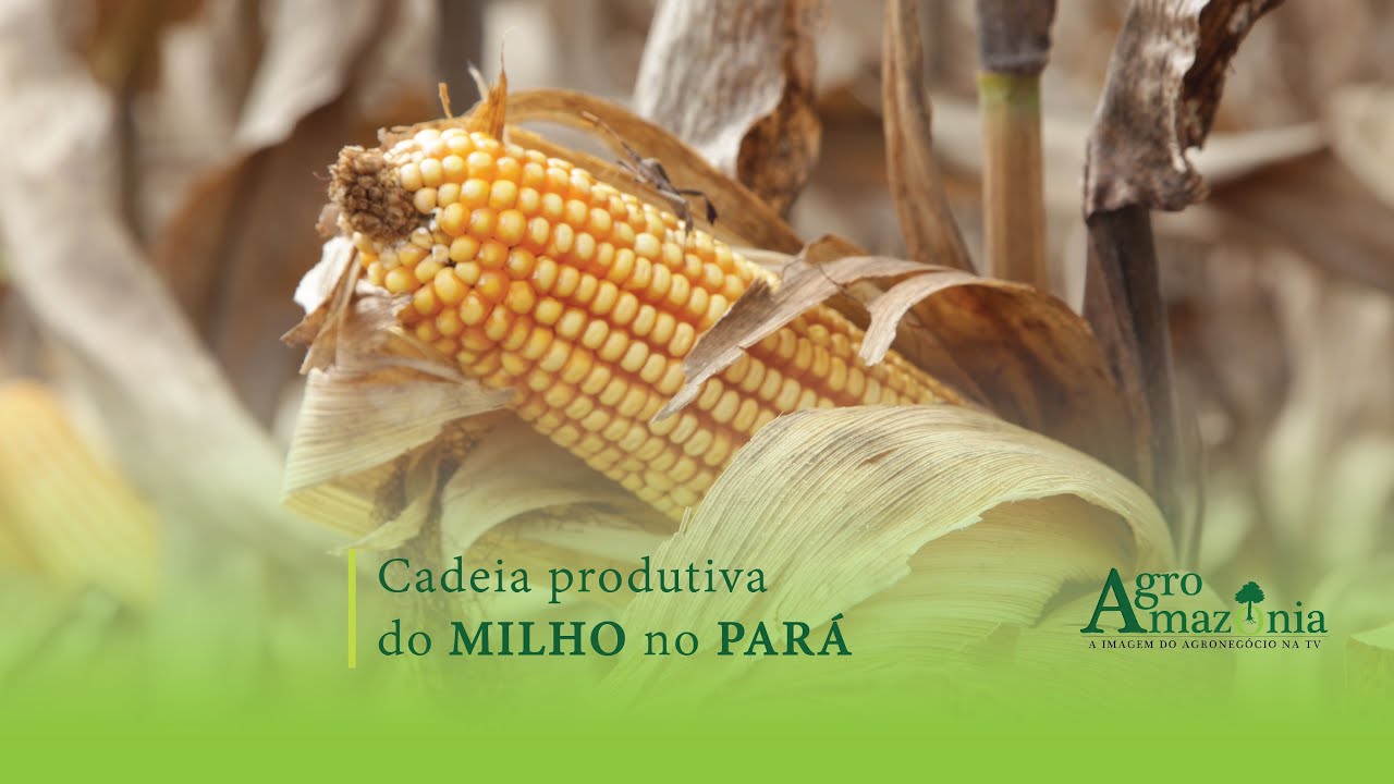 Cadeia Produtiva do Milho no Pará