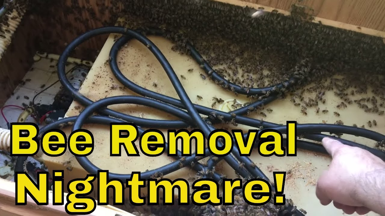 Huge Beehive In Grandma's Pop Up Camper!
