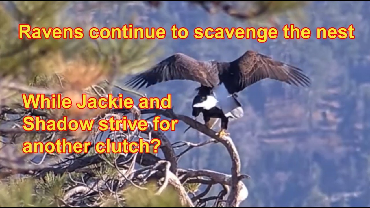 Hope remains as Jackie and Shadow continue with mating season. Ravens remain a nuisance! ASMR