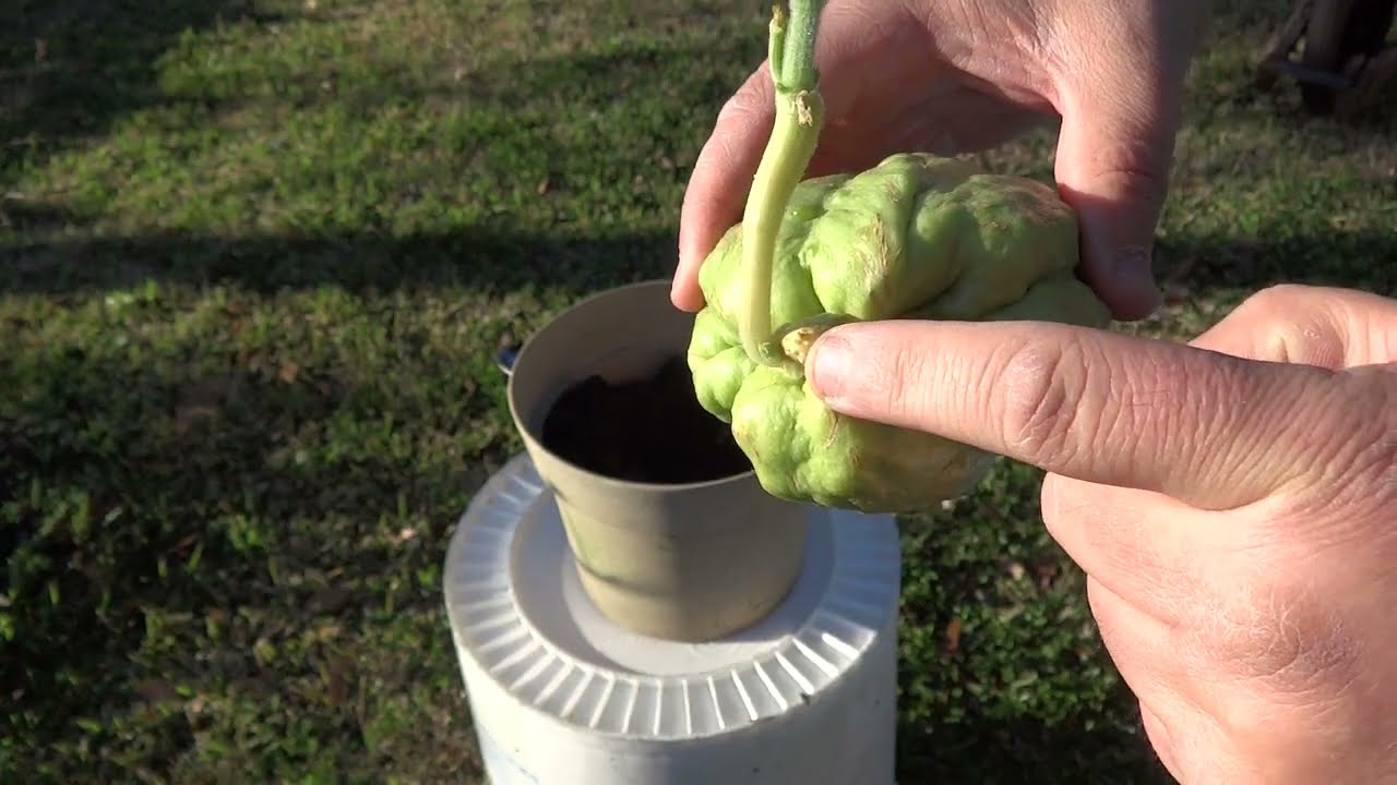 Heirloom Louisiana mirliton- the beginning | Ervin Crawford variety 2-6-2022