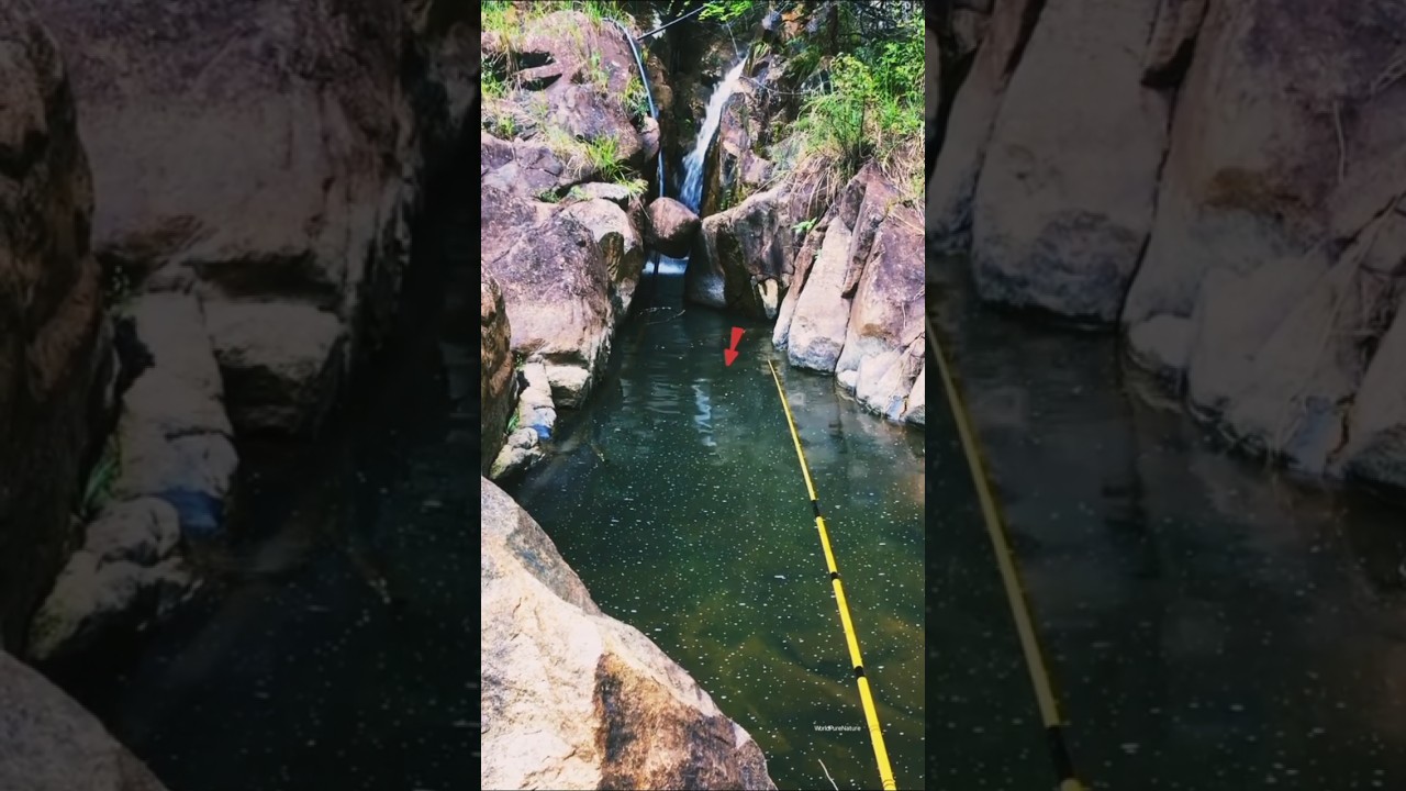 Natural bait fish catching techniques in river #fishing #carp #fish #shorts