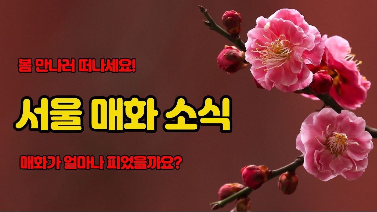서울 매화 명소 3곳 방문 영상, 매화가 얼마나 피었을까요?