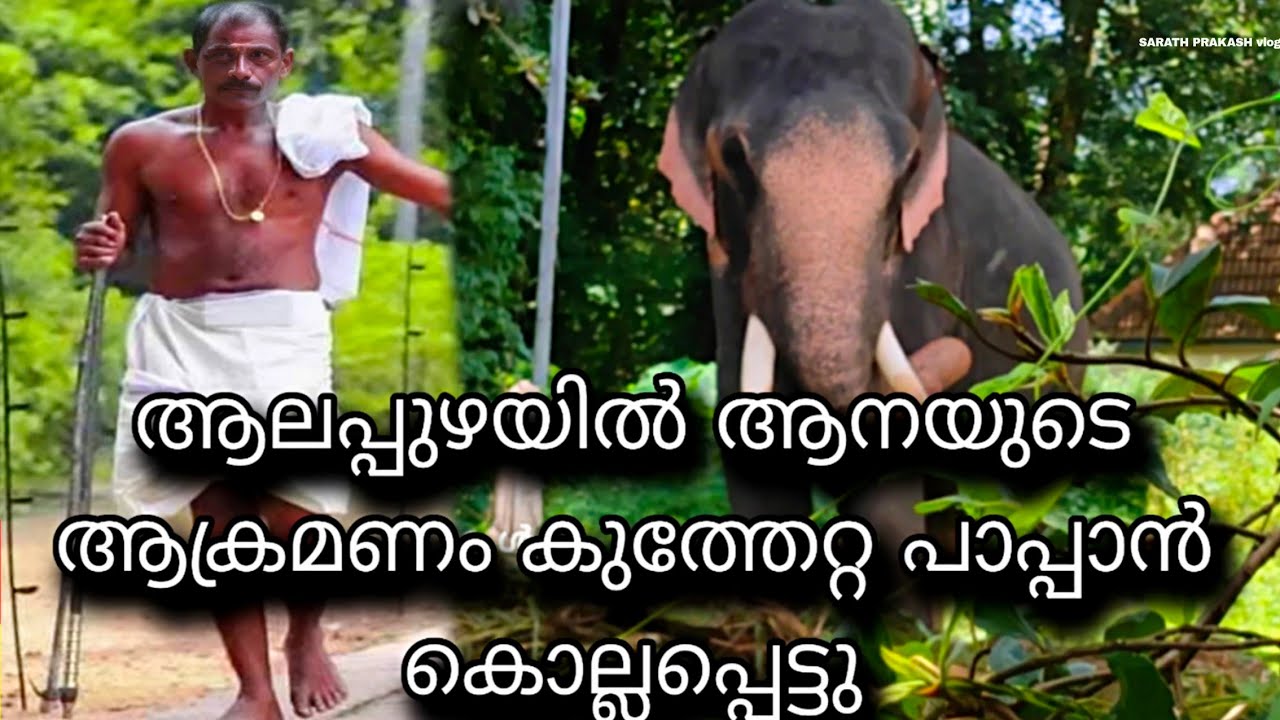 ഇടഞ്ഞ ആനയുടെ ആക്രമണം പാപ്പാൻ കൊല്ലപ്പെട്ടു ഹരിപ്പാട് സ്കന്ദൻ ഇടഞ്ഞു harippad skandan elephant attack