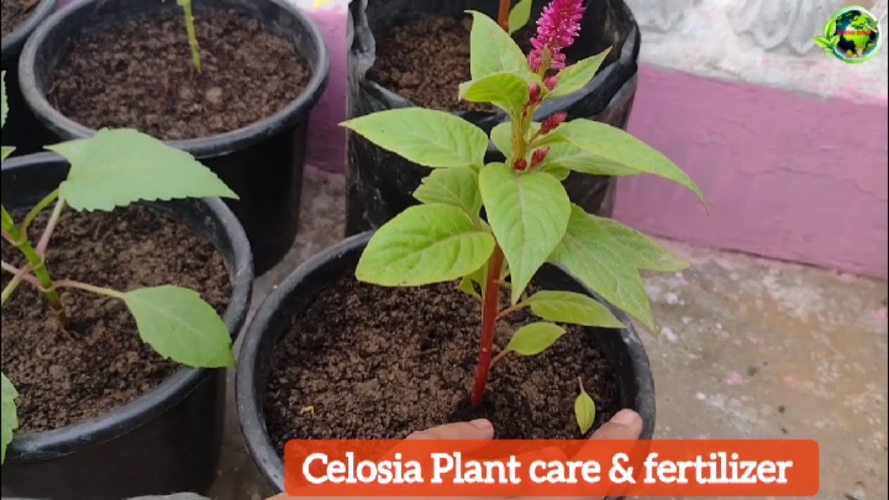 Celosia Flowers Plants Care and Best Fertilizer for Celosia Plant