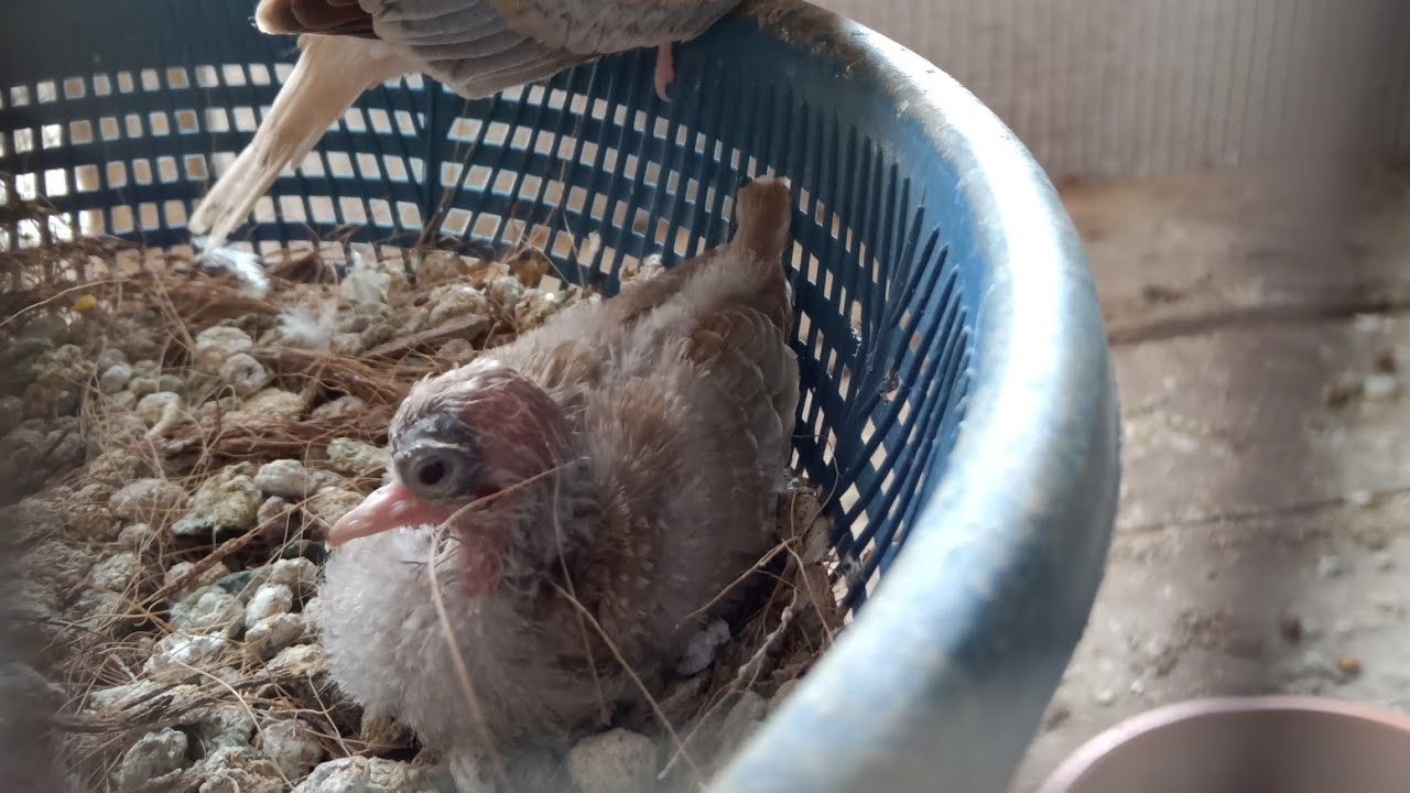 How to care a diamond dove chicks