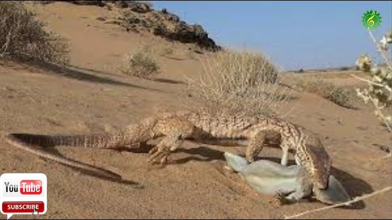اغاني  بوكابوية