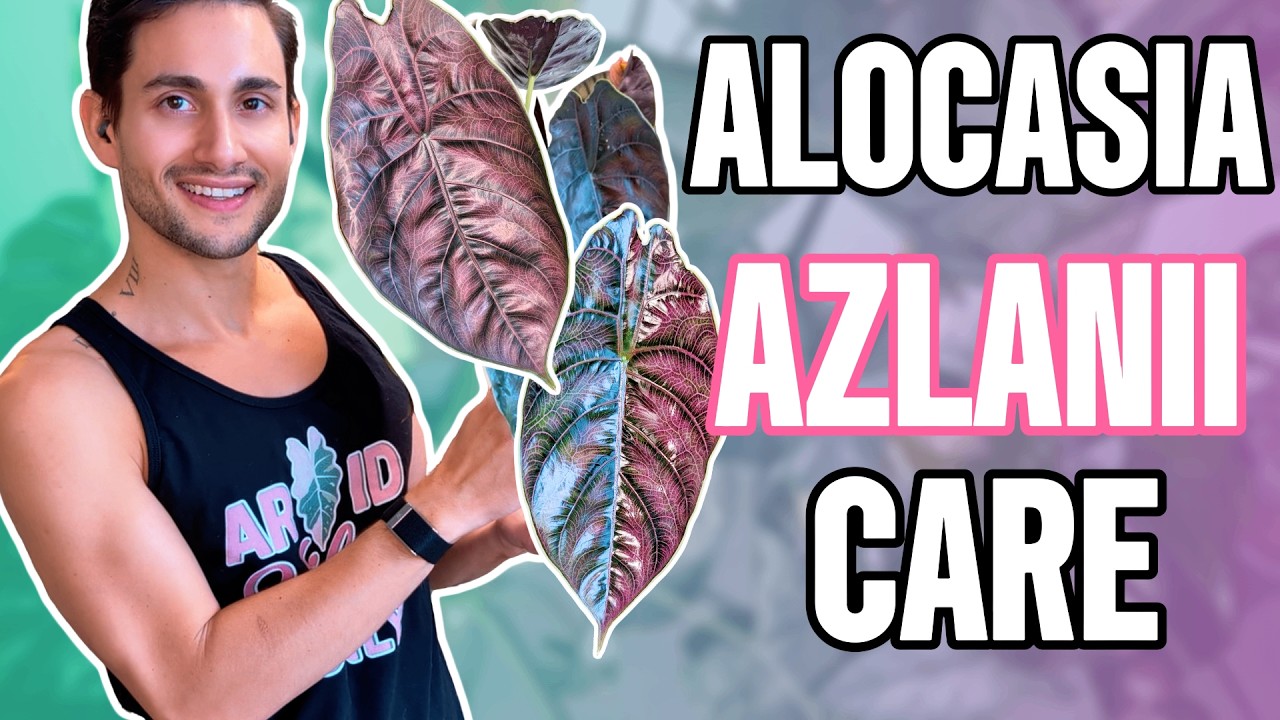 The BEST Care for Alocasia Azlanii | Semi-Hydro Guide, Albo & Aurea Variegated Types & Hybrids!