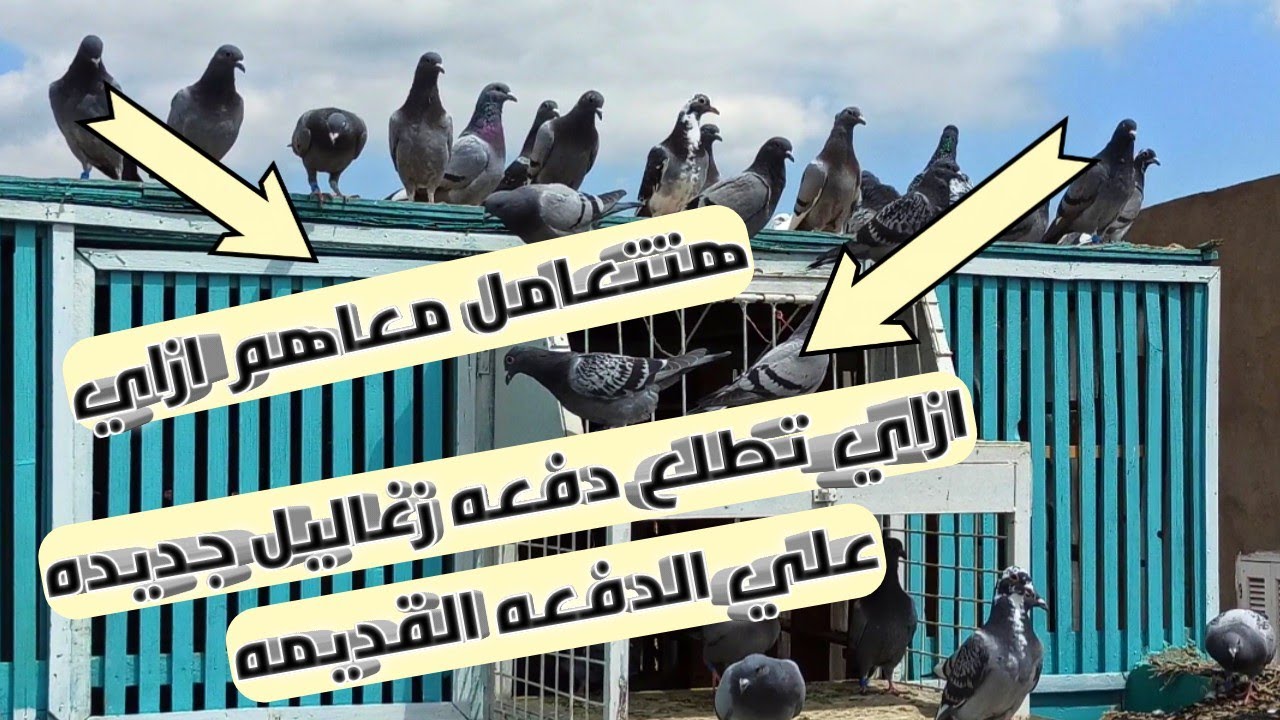 تعمل اي لو عايز تطلع دفعه زغاليل جديده علي الدفعه القديمه(اتعلم عشان الزغاليل متضيعش)