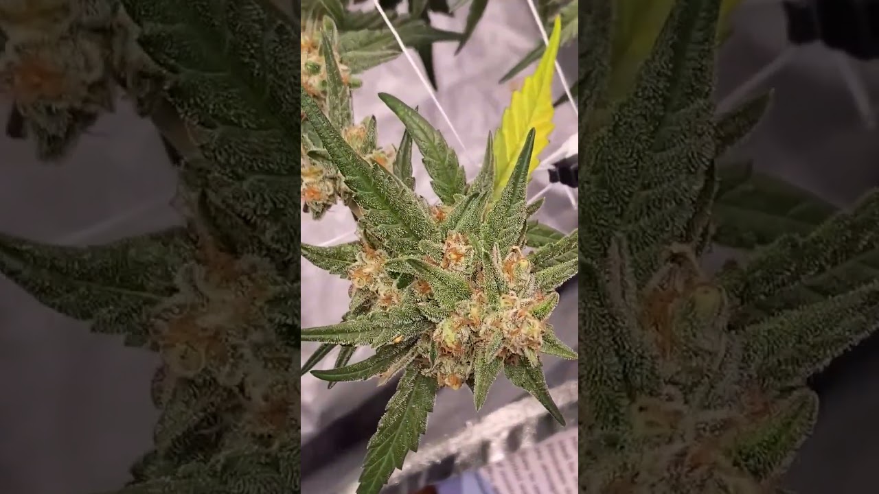 🍇 Forbidden Runtz Auto | Fast Buds | Indica by cali garden