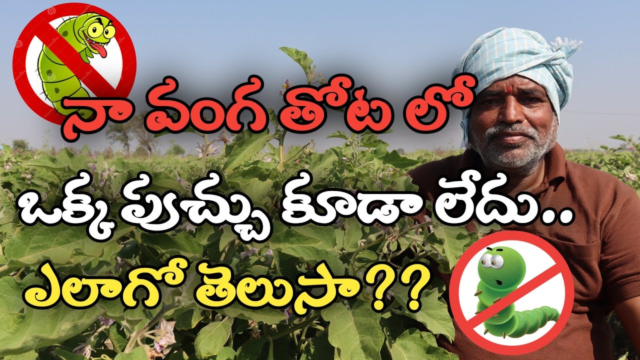 నా వంగ తోట లో ఒక్క పుచ్చు కూడా లేదు.. ఎలాగో తెలుసా??||Control Root shoot fruit borer Very easily