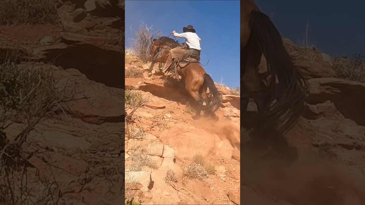 Mustangs for the win #mustanghorse #horses #fyp #horse #cowboy (performed by professionals)