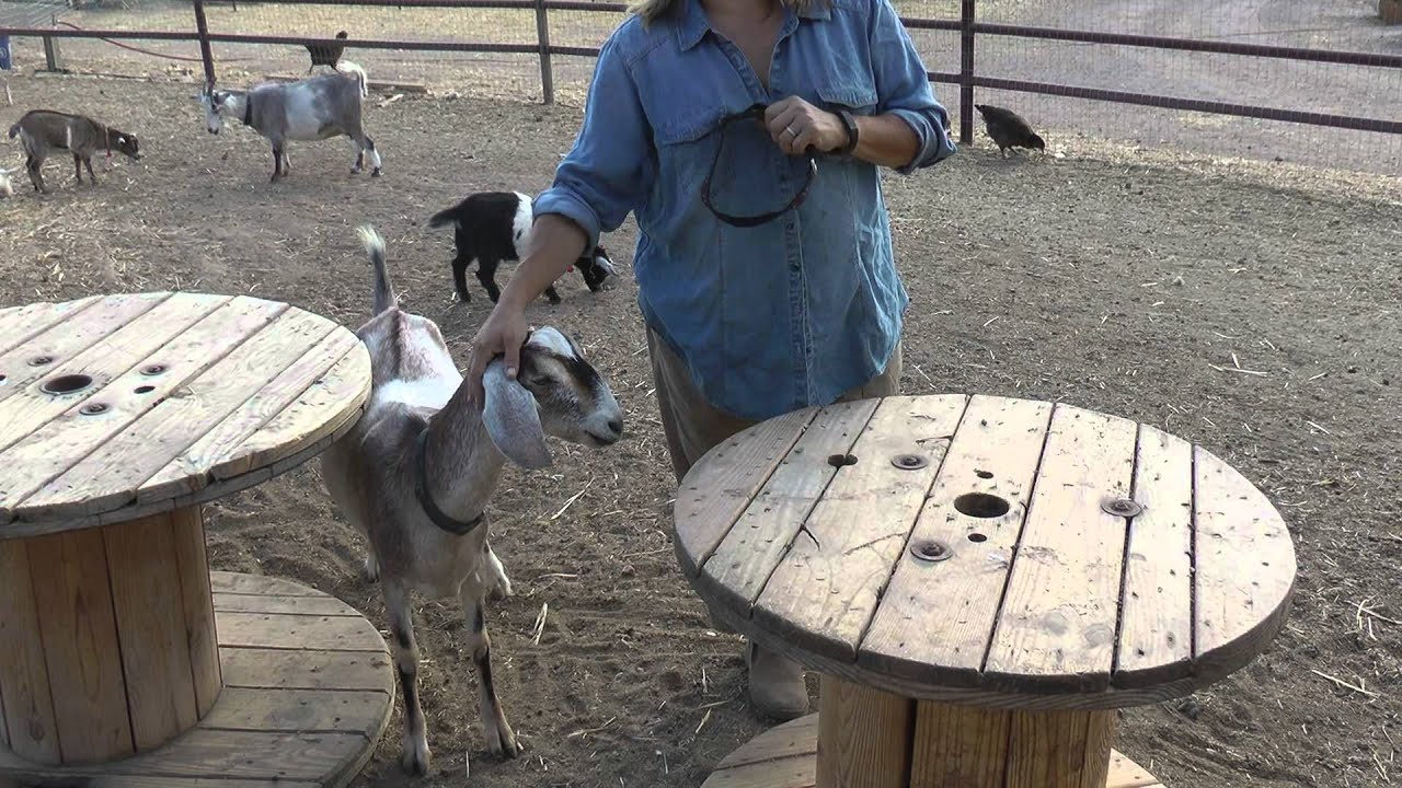Mini Nubian Goats