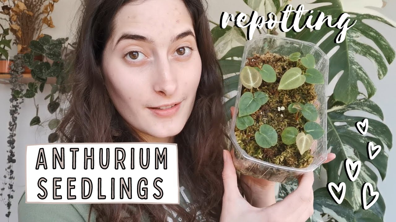 REPOTTING ANTHURIUM SEEDLINGS