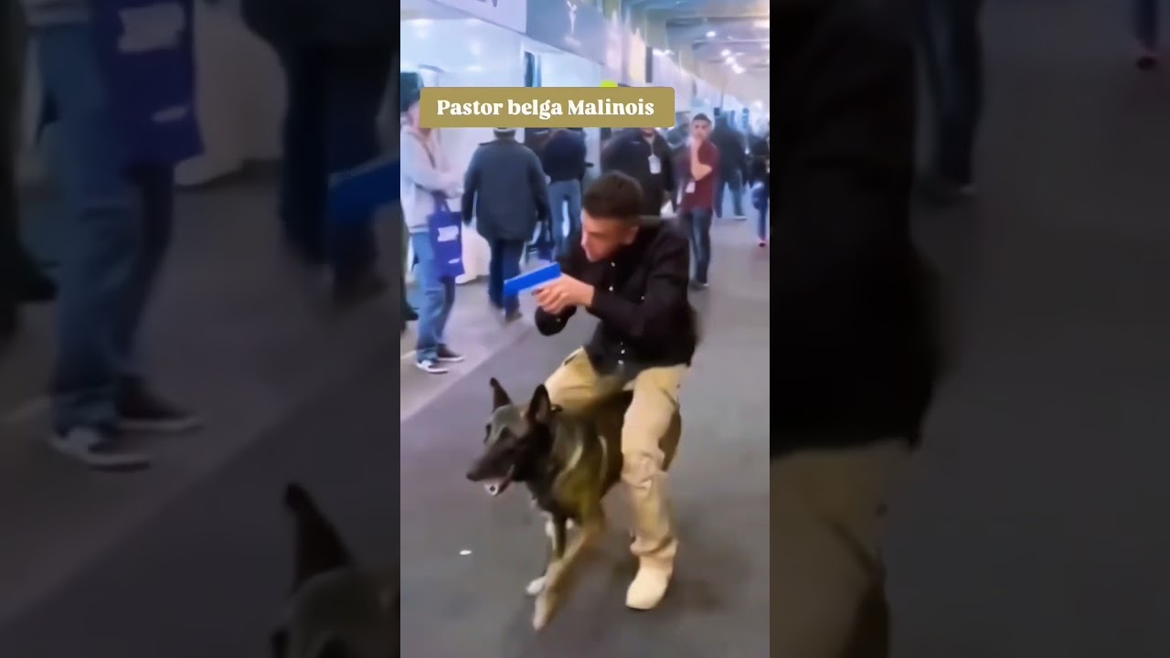 #k9 #dog #doglover #k9trainer #dogstraning #trending #doglife #love