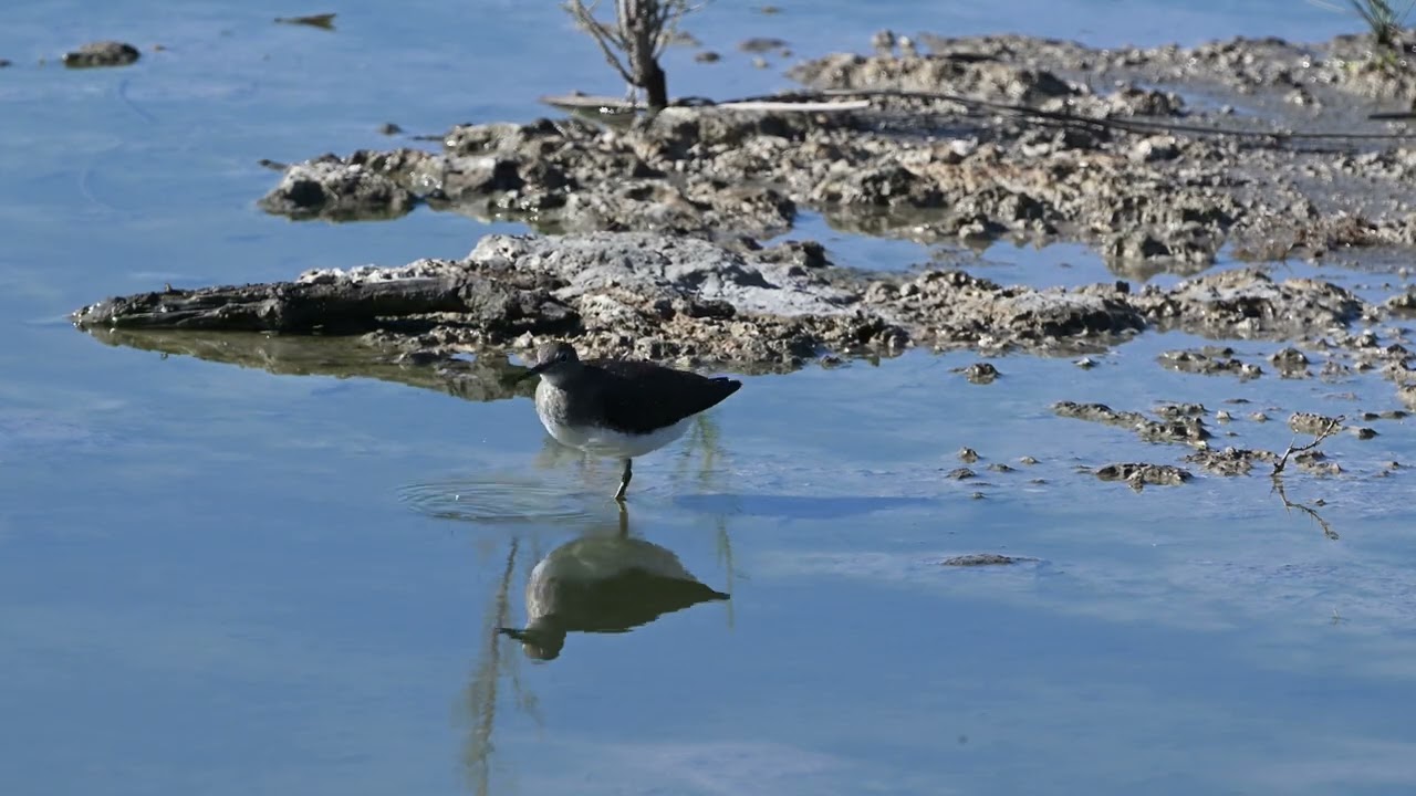 S'Albufera