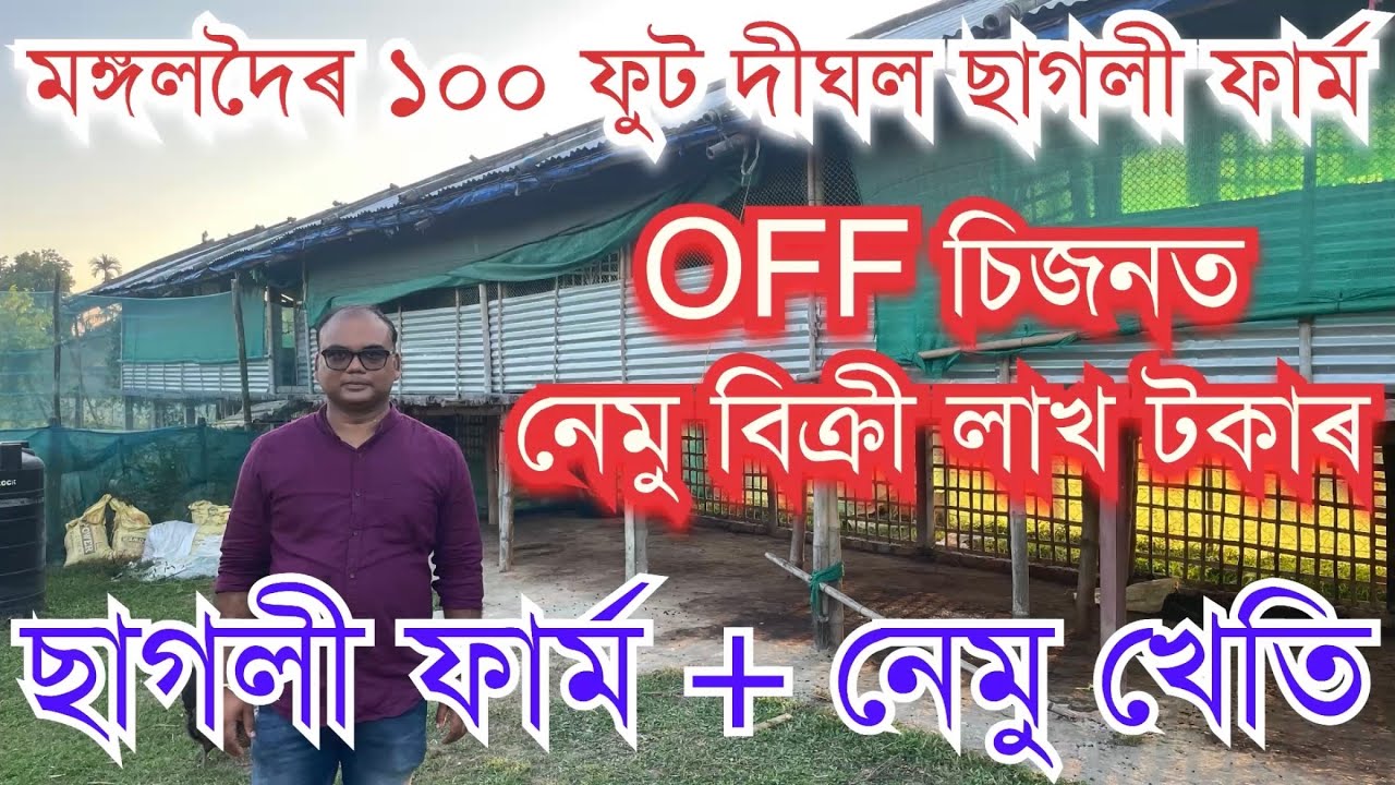 ছাগলী ফাৰ্ম + নেমু খেতি। Off চিজনত নেমু বিক্ৰী কৰে লাখ টকাৰ। Goat farming॥ Composite farming ideas