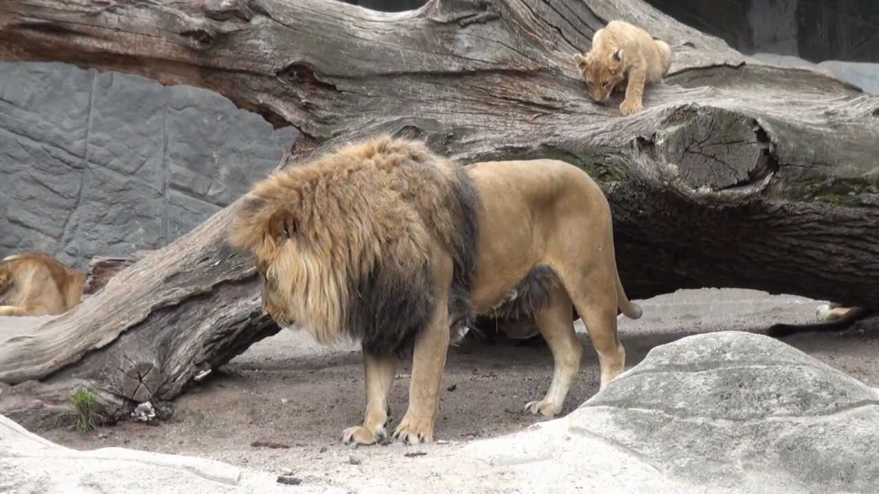4 junge Löwen Hagenbeck Hamburg 2011