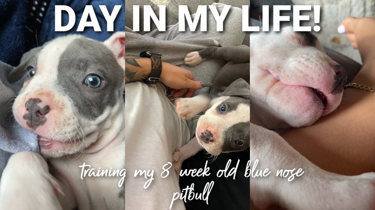 A DAY IN MY LIFE: TRAINING A BLUE NOSE PITBULL PUPPY! 8 weeks old | Sayeh Sharelo