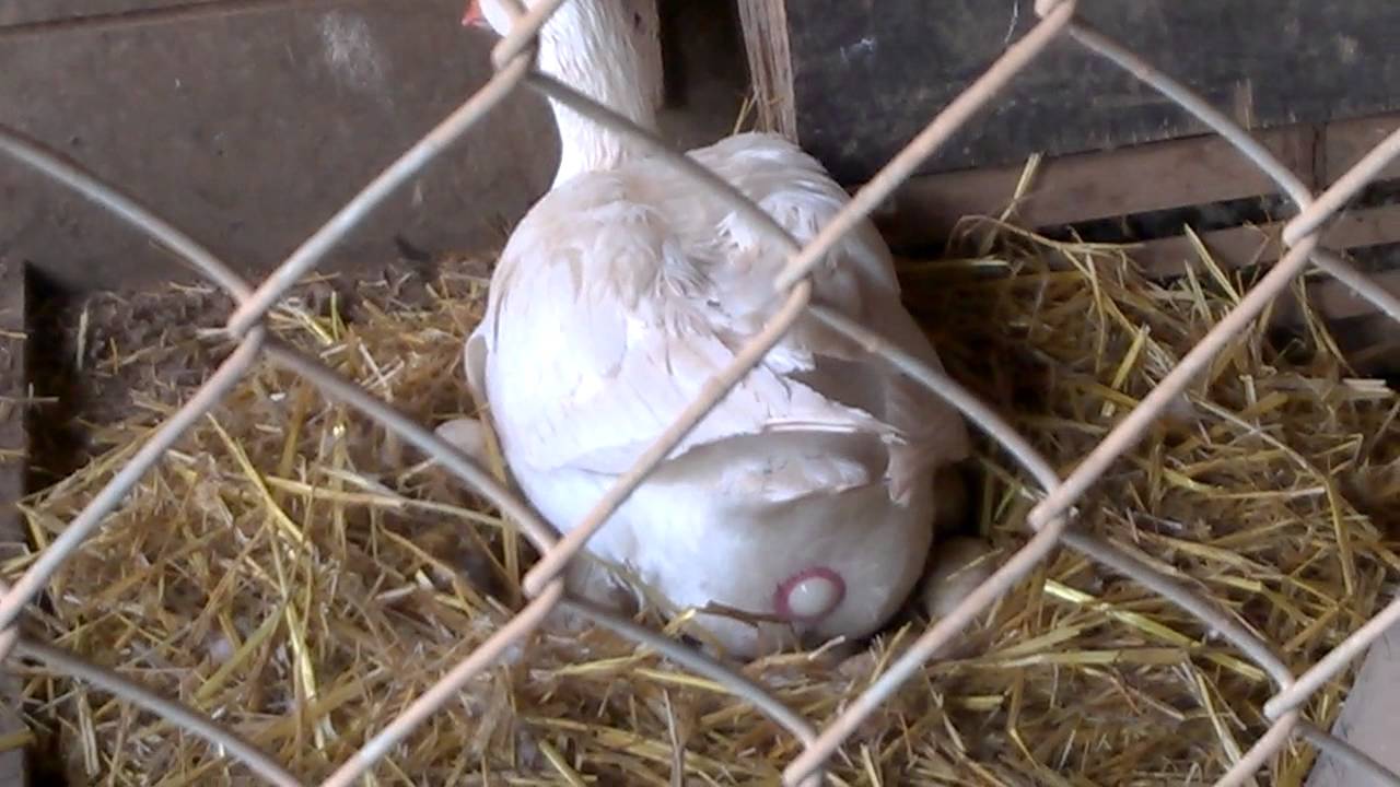 Hausgans Anne legt ein Ei