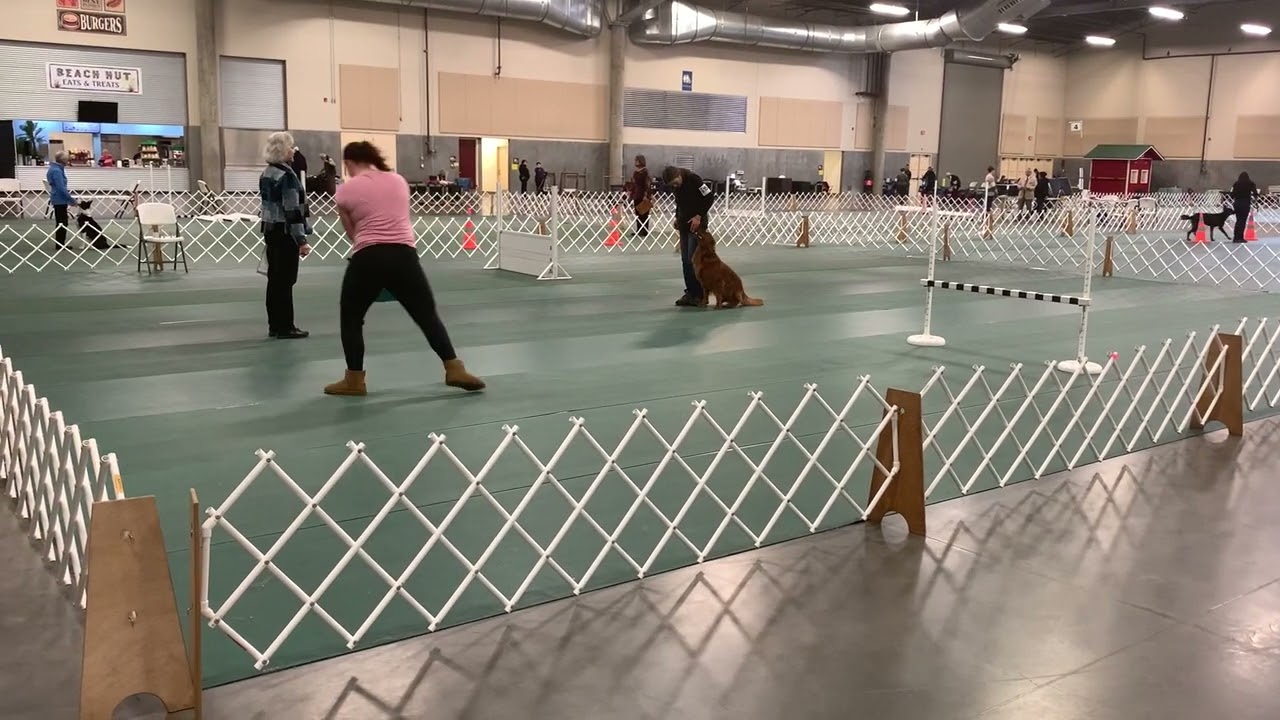 AKC Utility A competition obedience - Rye's first Utility Q