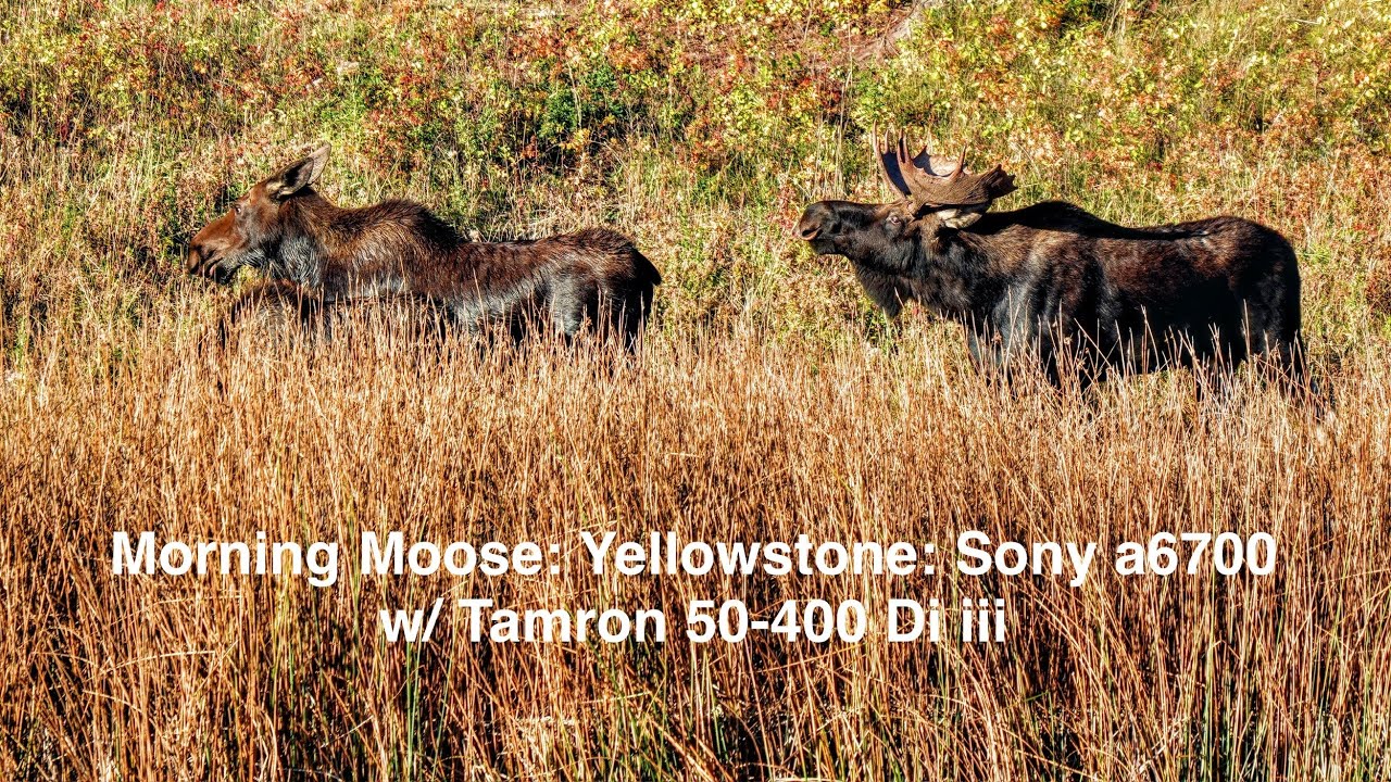 Morning Moose: Yellowstone: Sony a6700 with Tamron 50-400 Di iii