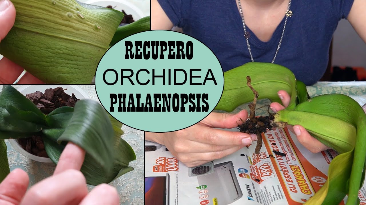 ORCHIDEA SENZA RADICI? FALLA RINASCERE! 🌈 salviamo insieme un orchidea che sta per morire! ☠️