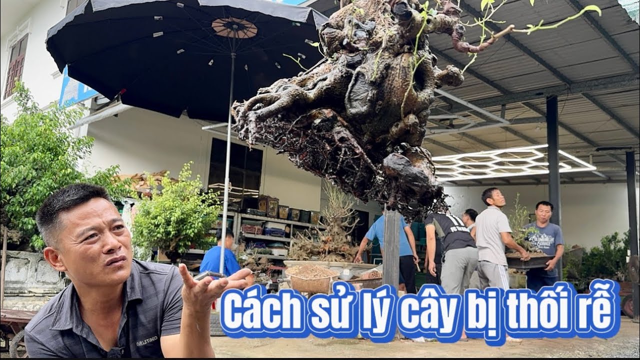 Namle bonsai | Cách sử lý cây bị thối rễ 