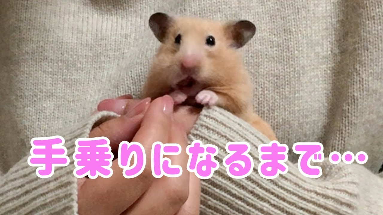 キンクマハムスターが手乗りになるまでにやったこと