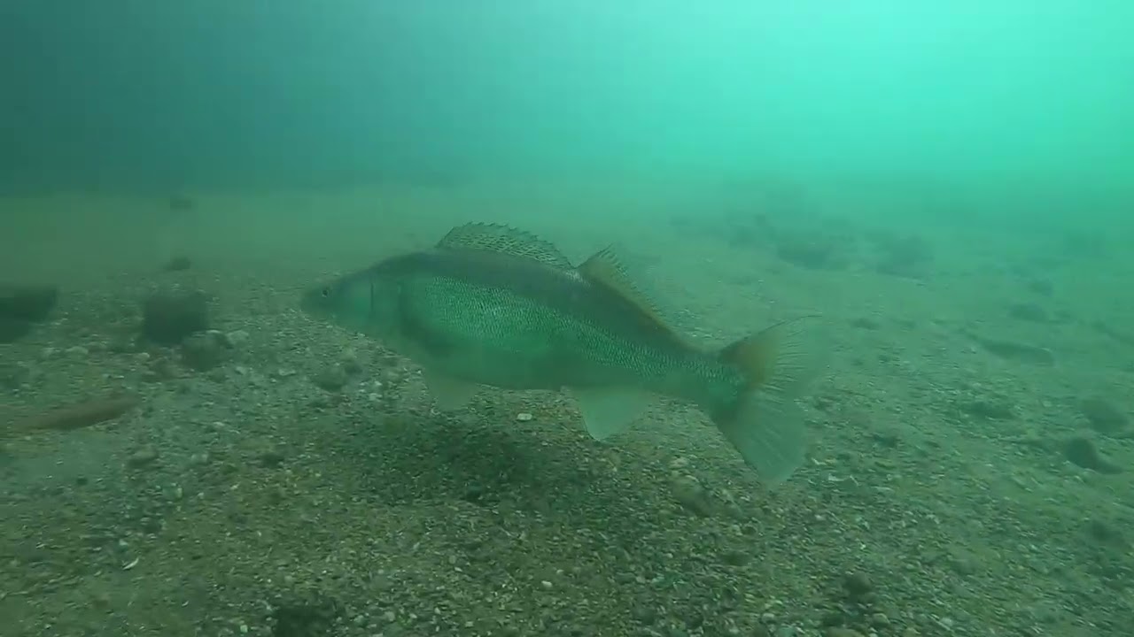 Il mio fiume Adda 2